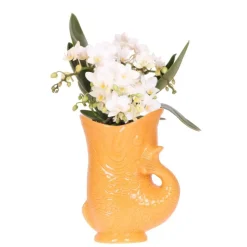 EXOTENHERZ - Kolibri orchids orchidée blanche nazaré + pot à poisson orange - taille de pot 9cm