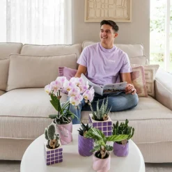 EXOTENHERZ - Kolibri orchids phalaenopsis lilas orchidée el salvador + pot décoratif mosa lilas - taille de pot 9cm