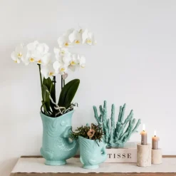 EXOTENHERZ - Kolibri orchids orchidée phalaenopsis blanche - amabilis + pot à poisson turquoise - taille de pot 9cm