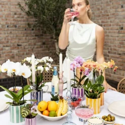 EXOTENHERZ - Kolibri orchids phalaenopsis lilas orchidée vienna + painted stripe pot lilas - taille du pot 9cm