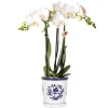 EXOTENHERZ - Kolibri orchidée phalaenopsis blanche amabilis + pot décoratif malaga bleu - taille du pot 9cm plante d'intérieur fleurie