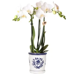 EXOTENHERZ - Kolibri orchidée phalaenopsis blanche amabilis + pot décoratif malaga bleu - taille du pot 9cm plante d'intérieur fleurie