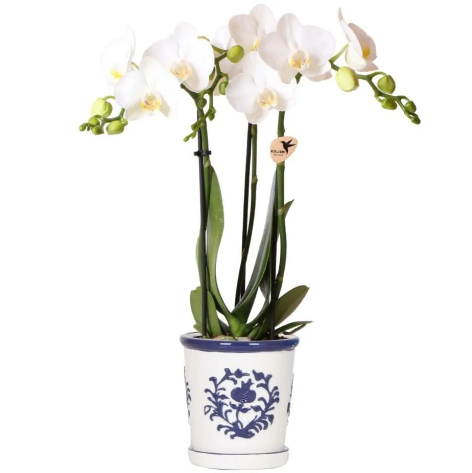 EXOTENHERZ - Kolibri orchidée phalaenopsis blanche amabilis + pot décoratif malaga bleu - taille du pot 9cm plante d'intérieur fleurie