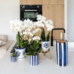 EXOTENHERZ - Kolibri orchidée phalaenopsis blanche amabilis + pot décoratif malaga bleu - taille du pot 9cm plante d'intérieur fleurie