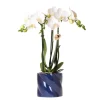 EXOTENHERZ - Kolibri orchids orchidée blanche amabilis + cache-pot candy bleu - taille de pot 9cm