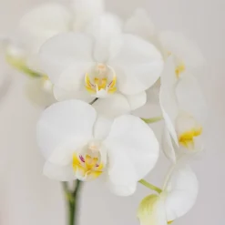 EXOTENHERZ - Kolibri orchids orchidée blanche amabilis + cache-pot candy bleu - taille de pot 9cm