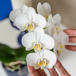 EXOTENHERZ - Kolibri orchids orchidée blanche amabilis + cache-pot candy bleu - taille de pot 9cm