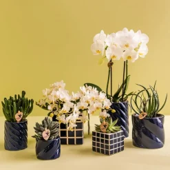 EXOTENHERZ - Kolibri orchids orchidée blanche amabilis + cache-pot candy bleu - taille de pot 9cm