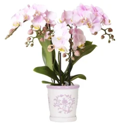 EXOTENHERZ - Kolibri orchidées roses phalaenopsis orchidée portugal + pot décoratif malaga rose - taille de pot 9cm