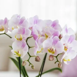 EXOTENHERZ - Kolibri orchidées roses phalaenopsis orchidée portugal + pot décoratif malaga rose - taille de pot 9cm