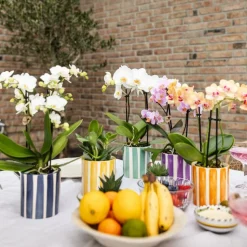 EXOTENHERZ - Kolibri orchids phalaenopsis blanc lausanne + painted stripe pot décoratif turquoise - taille de pot 9cm