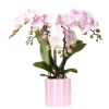 EXOTENHERZ - Kolibri orchids phalaenopsis rose orchidée portugal + painted stripe pot rose - taille du pot 9cm
