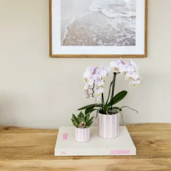 EXOTENHERZ - Kolibri orchids phalaenopsis rose orchidée portugal + painted stripe pot rose - taille du pot 9cm