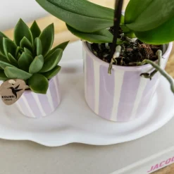 EXOTENHERZ - Kolibri orchids phalaenopsis rose orchidée portugal + painted stripe pot rose - taille du pot 9cm