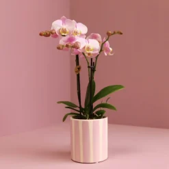 EXOTENHERZ - Kolibri orchids phalaenopsis rose orchidée portugal + painted stripe pot rose - taille du pot 9cm
