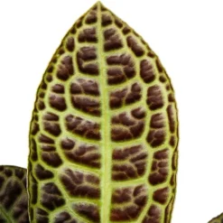 EXOTENHERZ - Labisia turtle back