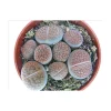 EXOTENHERZ - Lithops - pierres vivantes - plusieurs plantes en pot de 8,5cm