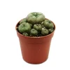 EXOTENHERZ - Lophophora williamsii - peyote - cactus peyotl - floraison, pot de 5,5cm - ariocarpus williamsii