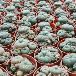EXOTENHERZ - Lophophora williamsii - peyote - cactus peyotl - floraison, pot de 5,5cm - ariocarpus williamsii