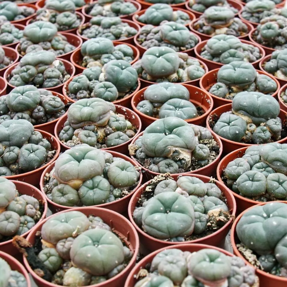 EXOTENHERZ - Lophophora williamsii - peyote - cactus peyotl - floraison, pot de 5,5cm - ariocarpus williamsii