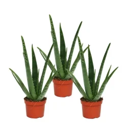 EXOTENHERZ - Lot de 3 - aloe vera - env. 2 ans - 10,5cm pot