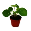 EXOTENHERZ - Mini - pilea peperomioides - glückstaler - arbre à monnaie chinois - plante à nombril en pot de 5,5cm