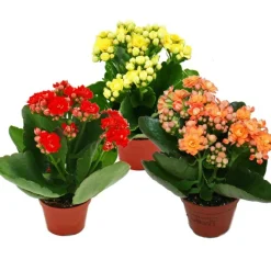 EXOTENHERZ - Mini-kalanchoe "rosalina" - set de 3 plantes différentes - flaming käthchen - pot de 5,5 cm