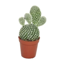 EXOTENHERZ - Opuntia microdasys albata - cactus à épines blanches - en pot de 5,5 cm