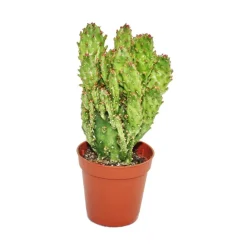 EXOTENHERZ - Opuntia monacantha variegata - plante de taille moyenne en 8,5cm top