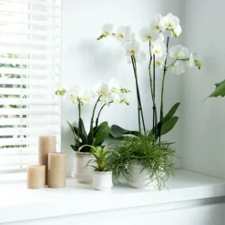 EXOTENHERZ - Orchidée phalaenopsis blanche - jewel ghent - taille du pot 12cm - frais du producteur