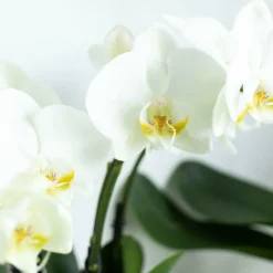 EXOTENHERZ - Orchidée phalaenopsis blanche - jewel ghent - taille du pot 12cm - frais du producteur