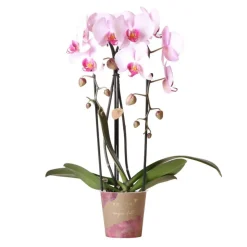 EXOTENHERZ - Orchidées colibris - orchidée phalaenopsis rose - chute du niagara - taille du pot 12cm