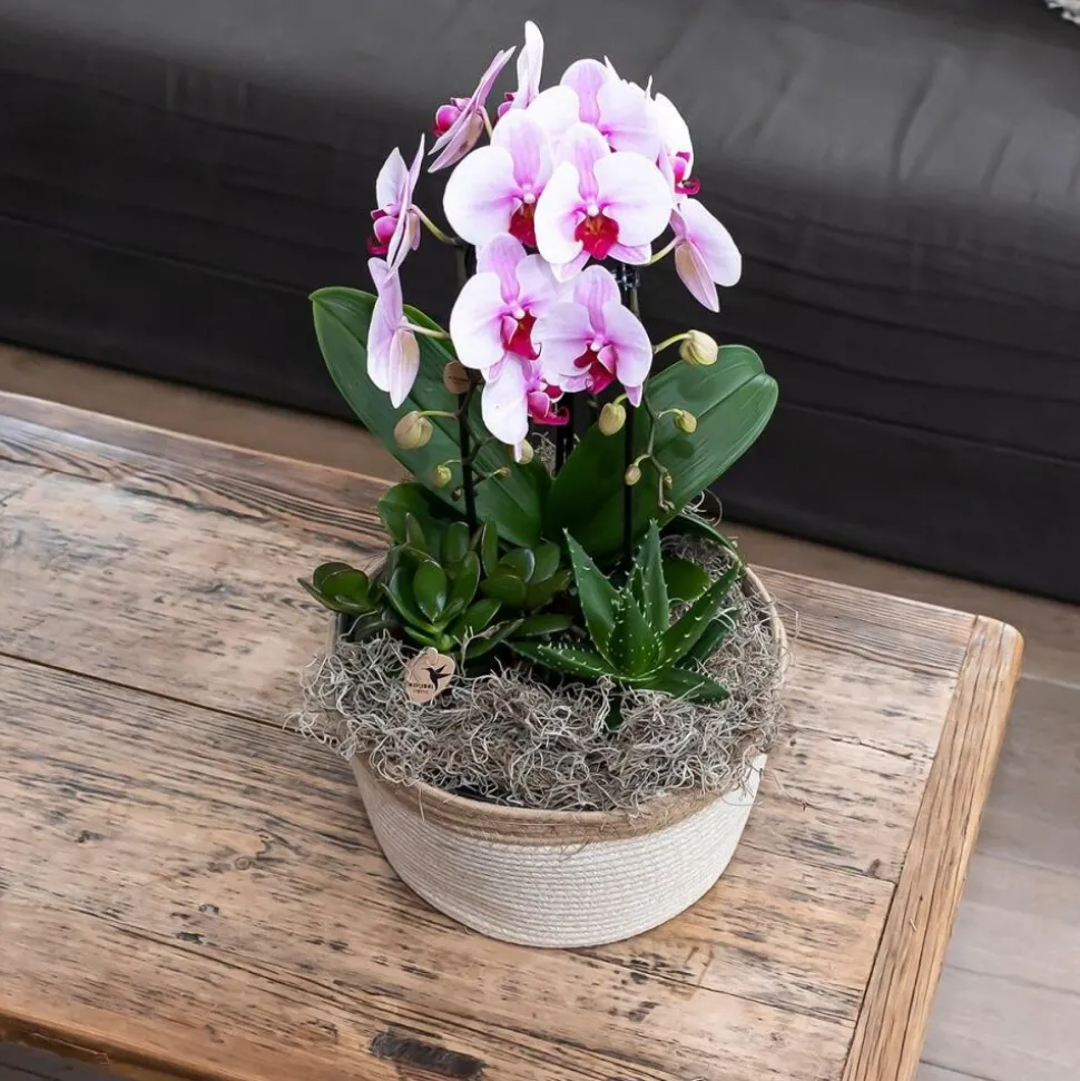 EXOTENHERZ - Orchidées colibris - orchidée phalaenopsis rose - chute du niagara - taille du pot 12cm