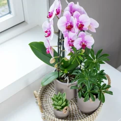 EXOTENHERZ - Orchidées colibris - orchidée phalaenopsis rose - chute du niagara - taille du pot 12cm