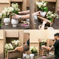 EXOTENHERZ - Orchidées colibris - orchidée phalaenopsis rose - chute du niagara - taille du pot 12cm