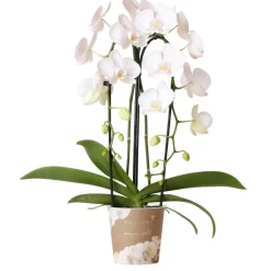 EXOTENHERZ - Orchidées colibris - orchidée phalaenopsis blanche - chute du niagara - taille du pot 12cm - frais du producteur