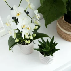 EXOTENHERZ - Orchidées colibris - orchidée phalaenopsis blanche - chute du niagara - taille du pot 12cm - frais du producteur