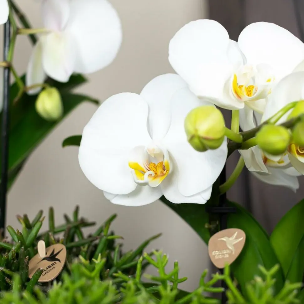 EXOTENHERZ - Orchidées colibris - orchidée phalaenopsis blanche - chute du niagara - taille du pot 12cm - frais du producteur