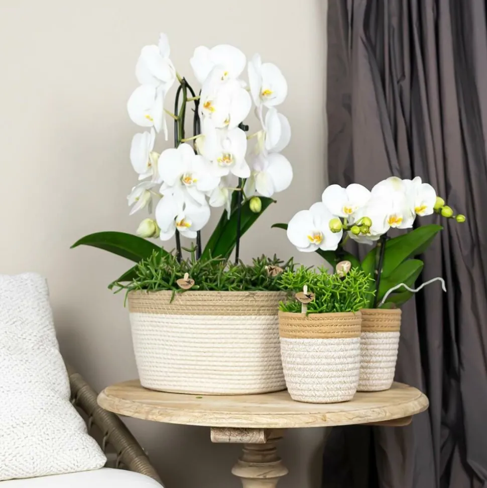 EXOTENHERZ - Orchidées colibris - orchidée phalaenopsis blanche - chute du niagara - taille du pot 12cm - frais du producteur