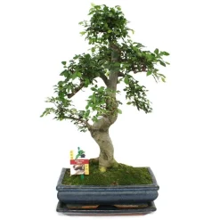 EXOTENHERZ - Orme chinois bonsaï - ulmus parviflora - env. 12-15 ans