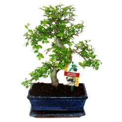 EXOTENHERZ - Orme chinois bonsaï - ulmus parviflora - ca. 8 ans