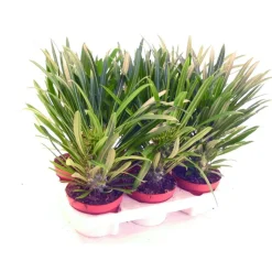 EXOTENHERZ - Pachypodium lameri - véritable palmier de madagascar - pot 12cm