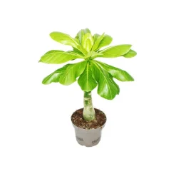 EXOTENHERZ - Palmier d'hawaï brighamia insignis