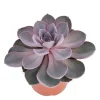 EXOTENHERZ - Perle echeveria de nuremberg - grande plante en pot de 12cm