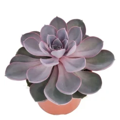 EXOTENHERZ - Perle echeveria de nuremberg - grande plante en pot de 12cm