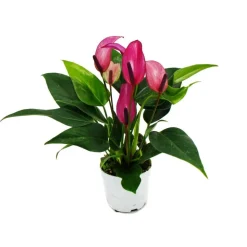 EXOTENHERZ - Petite fleur flamant rose - anthurium andreanum - bébé anthurium - mini plante - pot 7cm - petites fleurs violettes - zizou