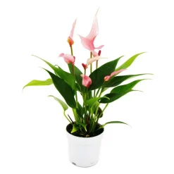 EXOTENHERZ - Petite fleur flamant rose - anthurium andreanum - bébé anthurium - mini plante - pot 7cm - petites fleurs roses - lilli