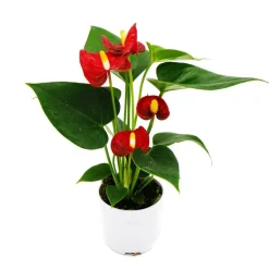EXOTENHERZ - Petite fleur flamant rose - anthurium andreanum - bébé anthurium - mini plante - pot 7cm - floraison rouge - red champion