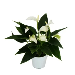 EXOTENHERZ - Petite fleur flamant rose - anthurium andreanum - bébé anthurium - mini plante - pot 7cm - fleurs blanches - white champion