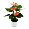 EXOTENHERZ - Petite fleur flamant rose - anthurium andreanum - bébé anthurium - mini plante - pot 7cm - fleurs rose saumon - spirit